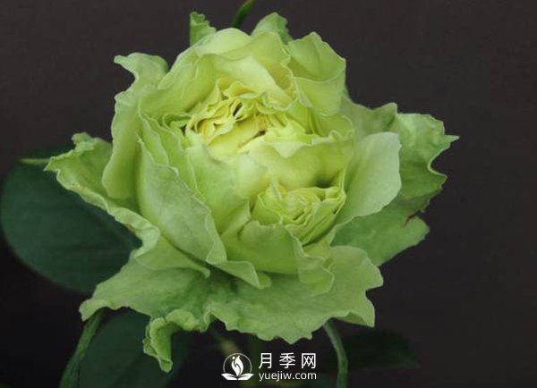 月季花如何移植？有哪些需要注意的事項？(圖1)