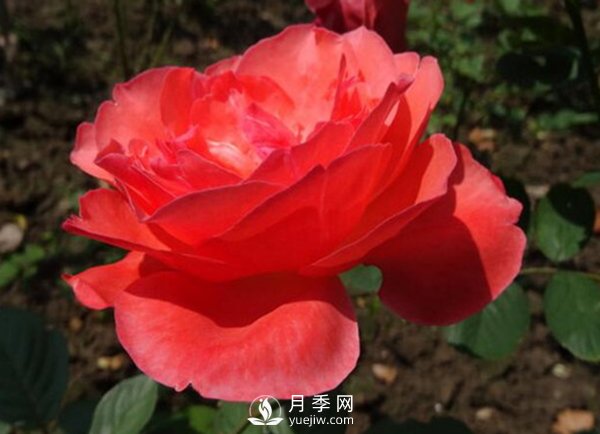 冬季把月季花放在南邊陽臺(tái)好？還是北邊陽臺(tái)好？(圖1)
