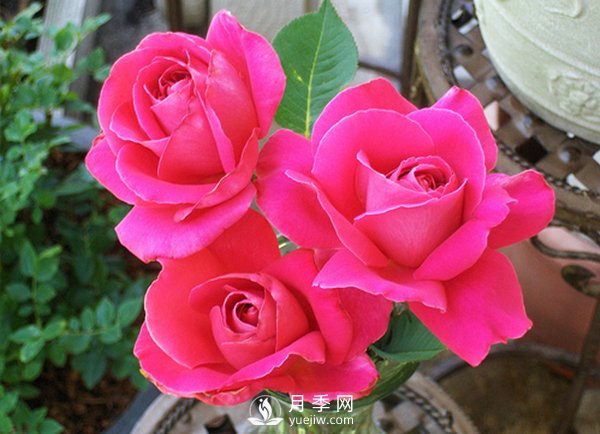 月季在冬天長筍芽好不好？應(yīng)該如何處理？(圖1)