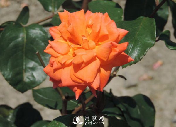冬季怎么才能讓藤本月季長出更多的強壯新枝？(圖1)
