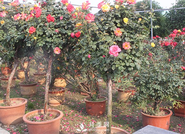 月季花生長季節(jié)不同修剪的方式也不同！(圖1)