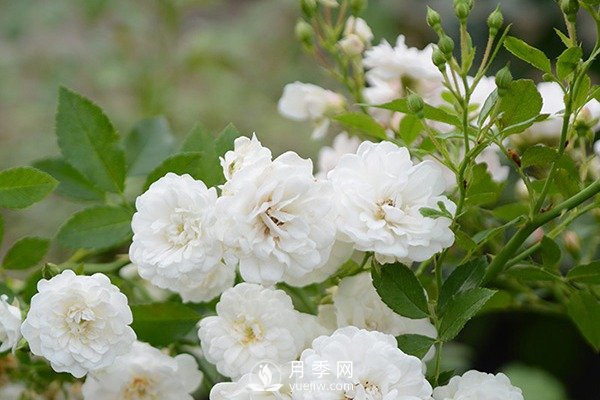 推薦10個微月品種能開又抗病，給新手的微型月季(圖3)