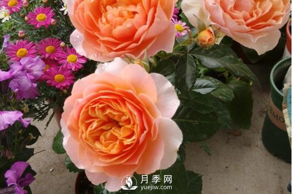 推薦10個微月品種能開又抗病，給新手的微型月季(圖10)