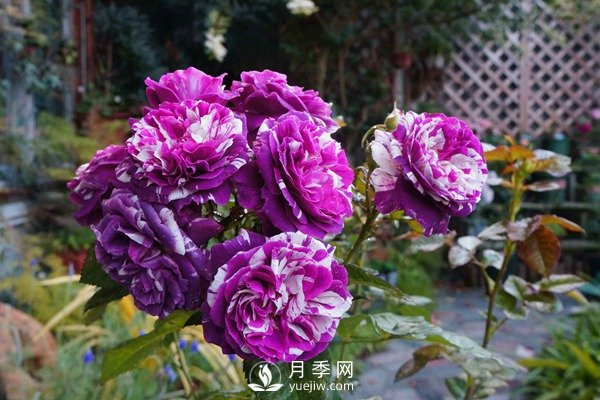 推薦10個微月品種能開又抗病，給新手的微型月季(圖4)
