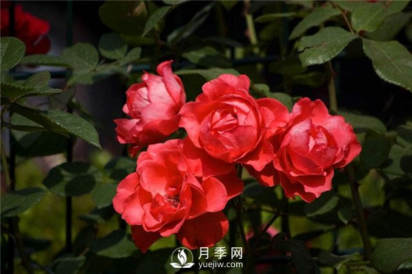 北京紅月季，國(guó)月豐花月季推薦(圖3)