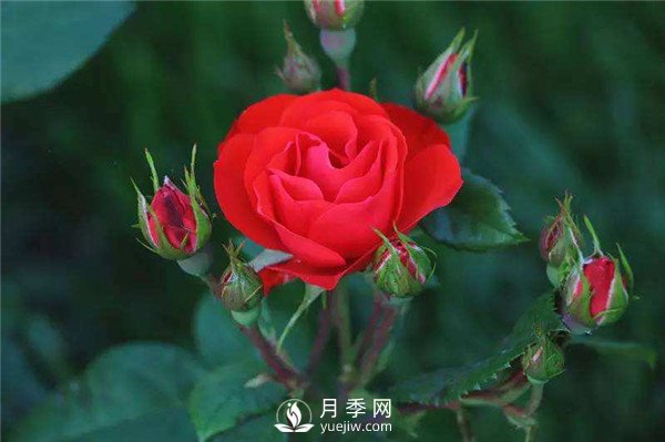 北京紅月季，國(guó)月豐花月季推薦(圖1)