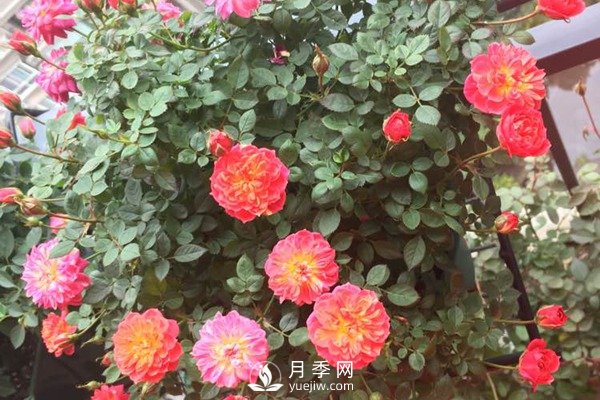 推薦4種微型月季，專為陽臺而生，值得擁有(圖2)