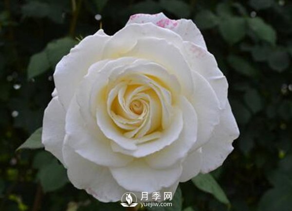 8個(gè)標(biāo)準(zhǔn)條件來評(píng)估豐花月季的優(yōu)劣（下）(圖1)