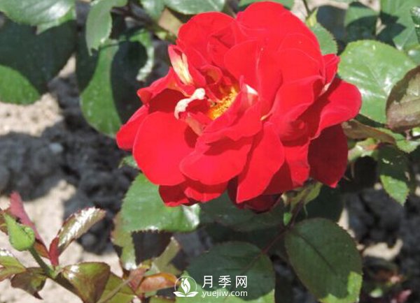 藤本月季傷流病如何防治？技巧有哪些？(圖1)