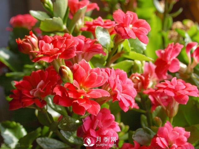 什么花容易種活？(圖4)