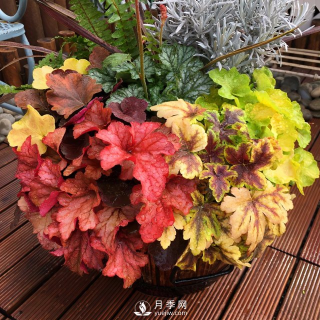 5種小眾網(wǎng)紅花，好看又有特點，值得入手(圖3)