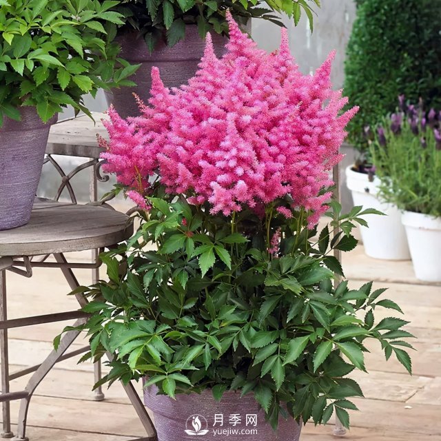 5種小眾網(wǎng)紅花，好看又有特點，值得入手(圖2)