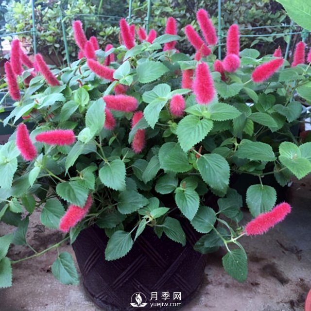 5種小眾網(wǎng)紅花，好看又有特點，值得入手(圖5)
