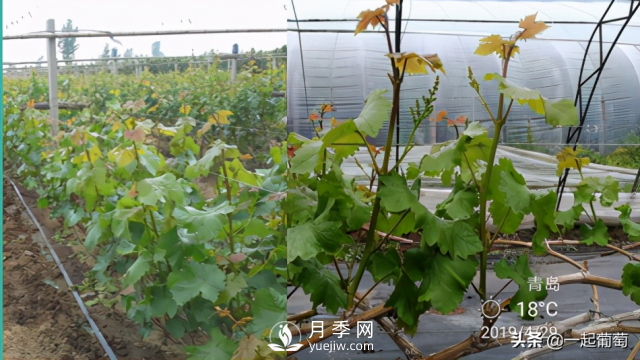 掌握規(guī)律合理摘心，讓陽(yáng)光玫瑰葡萄聽(tīng)話(圖3)