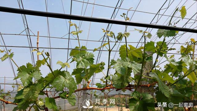 掌握規(guī)律合理摘心，讓陽(yáng)光玫瑰葡萄聽(tīng)話(圖1)
