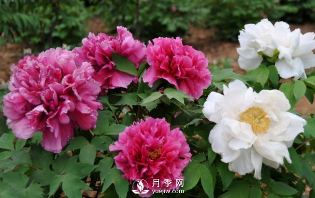 4種開花植物南方花友要慎重選擇，第二年開花就難了(圖1)