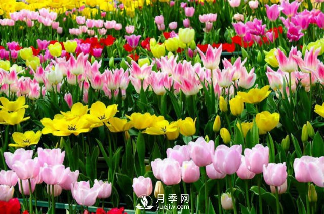 4種開花植物南方花友要慎重選擇，第二年開花就難了(圖4)