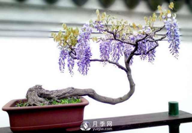 4種開花植物南方花友要慎重選擇，第二年開花就難了(圖2)