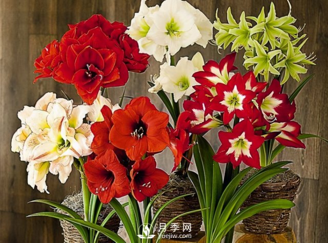 4種開花植物南方花友要慎重選擇，第二年開花就難了(圖3)