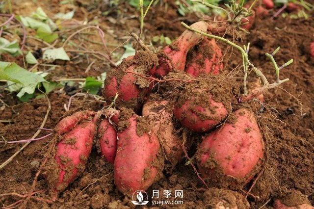 紅薯在我國種了幾百年，但紅薯原產(chǎn)地并不在中國(圖1)