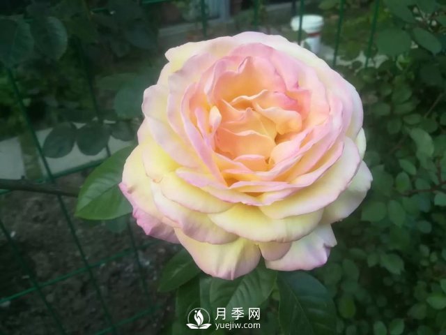 真的！懶人也能種好月季花(圖1)
