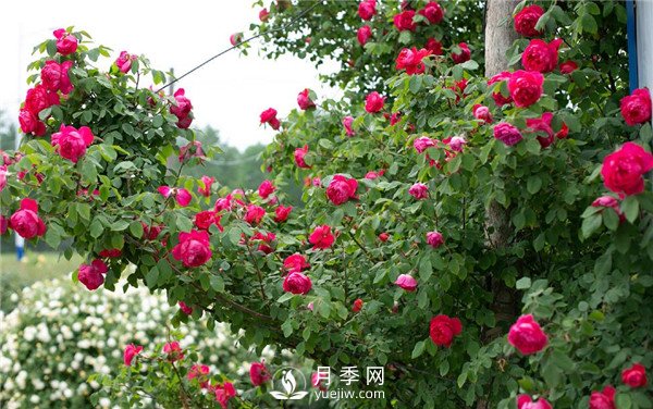 月季網(wǎng)推薦9個花園藤本月季品種！(圖6)