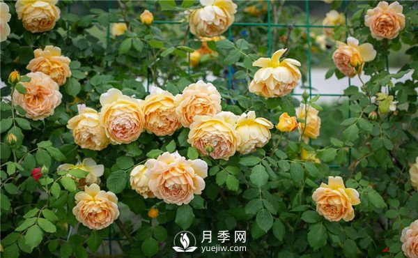 月季網(wǎng)推薦9個花園藤本月季品種！(圖3)