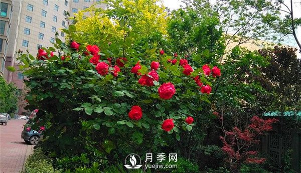 月季在小區(qū)內(nèi)打造景觀，真的太美了太高檔了！(圖5)