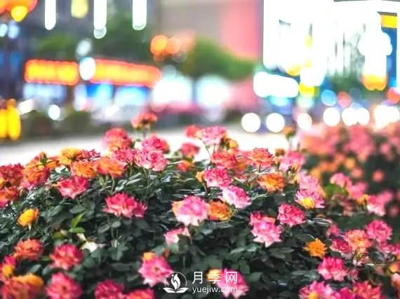 月季在小區(qū)內(nèi)打造景觀，真的太美了太高檔了！(圖1)