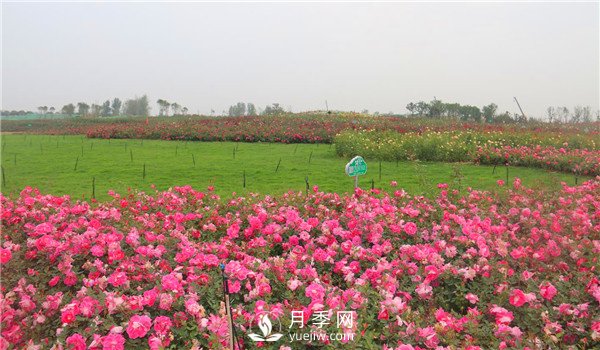 多頭豐花月季有那些品種，豐花月季排行榜！(圖1)