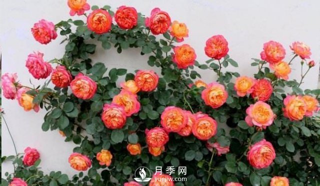 推薦5種多刺月季品種，院子周圍栽種做籬笆，扎哭小偷(圖3)
