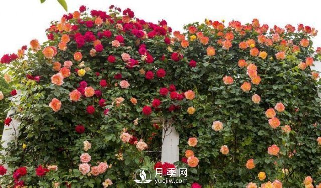 推薦5種多刺月季品種，院子周圍栽種做籬笆，扎哭小偷(圖1)