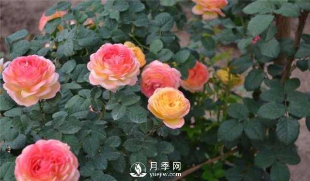 推薦5種多刺月季品種，院子周圍栽種做籬笆，扎哭小偷(圖2)