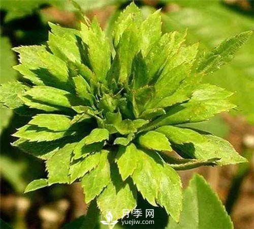 你見過綠色的月季花嗎？介紹下綠萼月季(圖3)