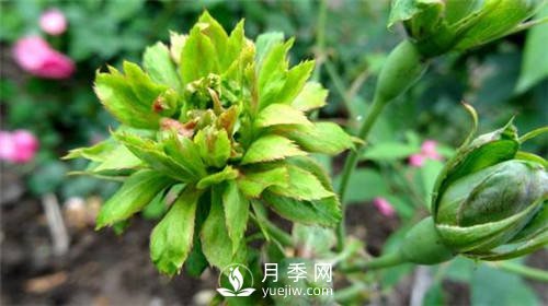 你見過綠色的月季花嗎？介紹下綠萼月季(圖2)