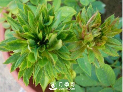你見過綠色的月季花嗎？介紹下綠萼月季(圖1)
