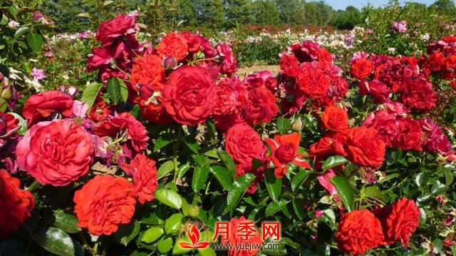 紅色龍沙寶石簡(jiǎn)稱紅龍 你知道咋養(yǎng)嗎？(圖1)