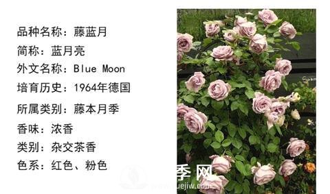 藤本月季經(jīng)典品種介紹，每一款都很美(圖11)