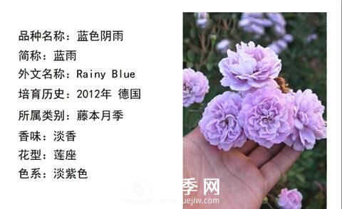 藤本月季經(jīng)典品種介紹，每一款都很美(圖3)