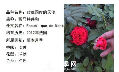 藤本月季經(jīng)典品種介紹，每一款都很美(圖13)