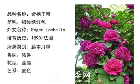 藤本月季經(jīng)典品種介紹，每一款都很美(圖5)