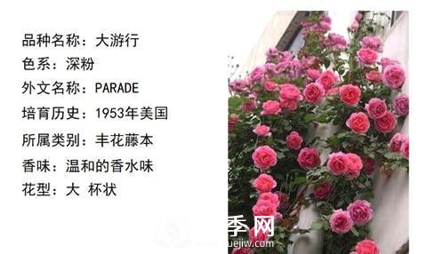 藤本月季經(jīng)典品種介紹，每一款都很美(圖1)