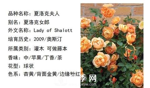 藤本月季經(jīng)典品種介紹，每一款都很美(圖8)