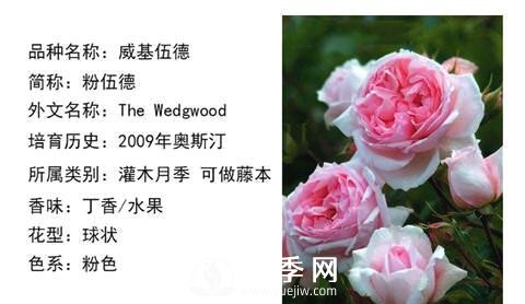 藤本月季經(jīng)典品種介紹，每一款都很美(圖9)