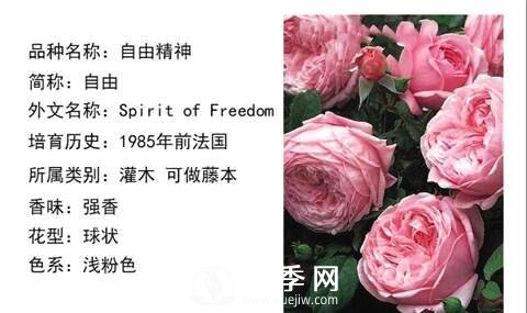 藤本月季經(jīng)典品種介紹，每一款都很美(圖4)