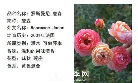 藤本月季經(jīng)典品種介紹，每一款都很美(圖6)