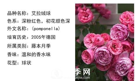 藤本月季經(jīng)典品種介紹，每一款都很美(圖14)