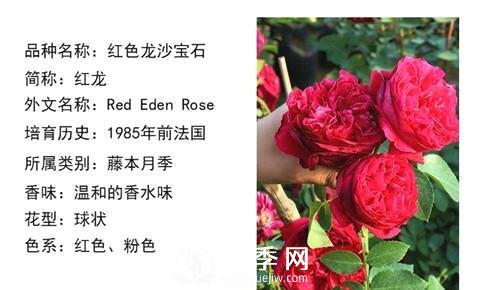 藤本月季經(jīng)典品種介紹，每一款都很美(圖2)