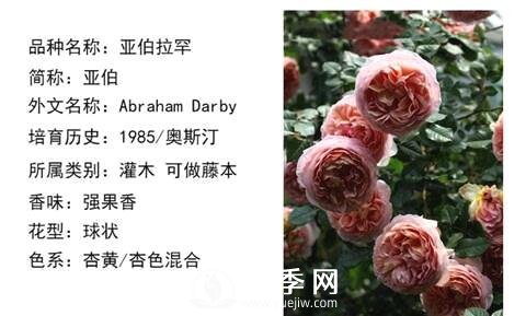 藤本月季經(jīng)典品種介紹，每一款都很美(圖7)