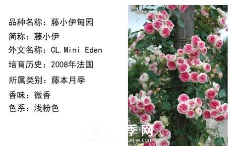 藤本月季經(jīng)典品種介紹，每一款都很美(圖10)